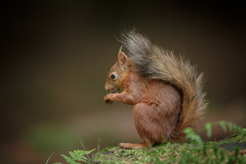 Red squirrel sitting enjoying a nut