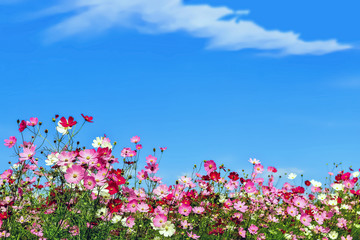 Obraz na płótnie Canvas ピンク色と赤色のコスモスの花