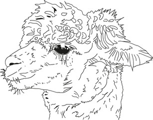 Alpaka (Lama) Kopf seitliches Portrait - Außenlinien.Ein seitliches Portrait eines Suri Alpakas mit gekreuselten Deckhaaren.   © Tanja Esser