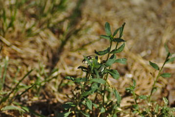 Lucertola che si nasconde