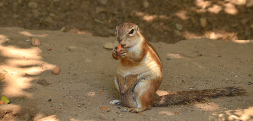 squirrel