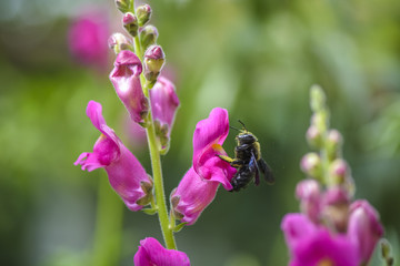 Bumble Bee Flying Gladioli Flower