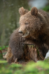 Wonderful brown bear in the Dinaric mountains