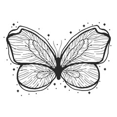 Beauty butterfly hand drawn illustration. Decorative vintage style. Vector doodle element.