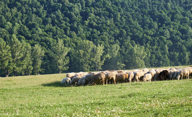 Fototapeta na wymiar pasture on a clear day, a herd of sheep