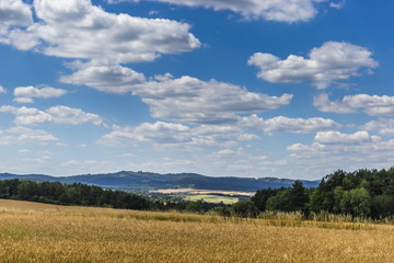 Yellow field and blue sky in czech countryside