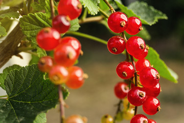 bush of  ripe red currant growing in a garden as summer harvest