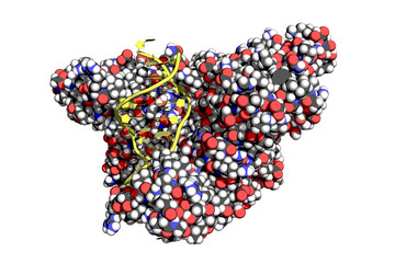 EcoRI is an endonuclease isolated from E.coli, used as a restriction enzyme in molecular biology. 