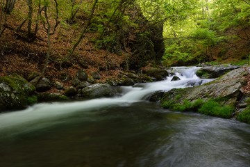 新緑の中の渓流