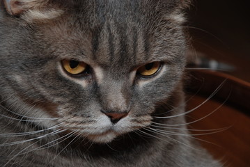 Кот-личность