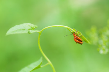 Mating red beetles in the wild.