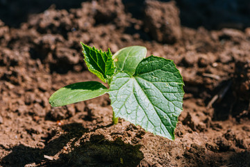 Closeup of a cucumber seedling in the field.