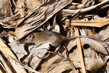 Rat on a pile of brown dried leaves, Mouse camouflage harmonize with the environment , Rodents that cause dirt and may be carriers of disease, Mice in view from above
