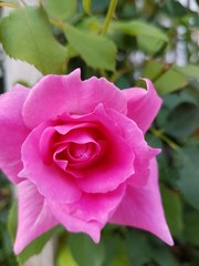 Beautiful Flowers in the summer season