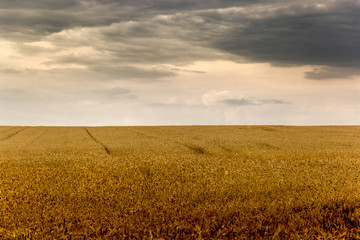 Gold wheat field in czech countryside.