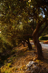 Olive trees, sea and sunset. Kalamata, Greece