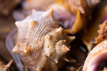 Sea snail,close up