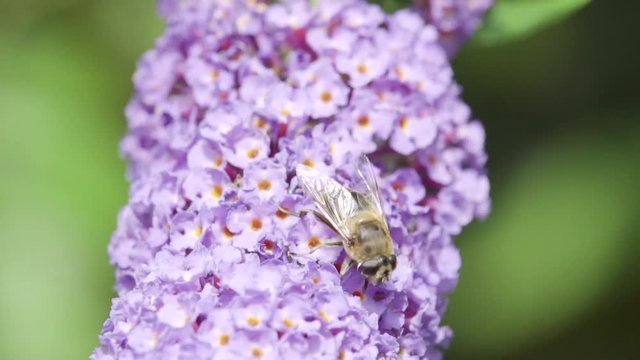 FLy on purple flower in super slowmotion