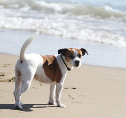 Fototapeta na wymiar Sad looking dog at the beach. The sea in the background. Sabaudia, Lazio, Italy