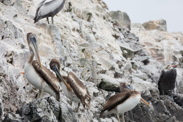 Ballestas Islands, Perù