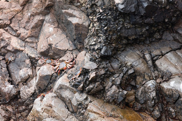 Ballestas Islands, Perù