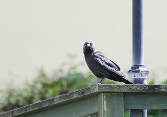 Jackdaw (Corvus monedula), adult perched on a structure, Newquay, Cornwall, England, UK