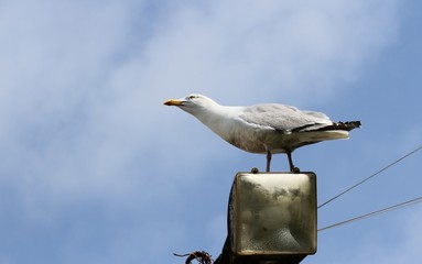 Seagull, adult perched on a light pole, Newquay, Cornwall, England, UK