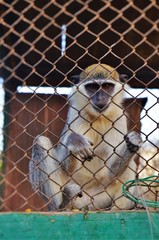 Fototapeta premium Monkey in Zoo