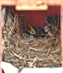 Two little hungry black oriental magpie robin birds lay down safely in small cozy brown wooden nest in old rusty red mailbox waiting and calling their parents to feed food and worm in the evening.