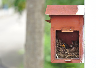 Two little black oriental magpie robin birds lay down on small cozy brown wood nest in old rusty red mailbox hanging on white wall in front of a house waiting for their parent to feed food. Horizontal