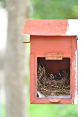 Two little black oriental magpie robin birds lay down on small cozy brown wood nest in old rusty red mailbox hanging on white wall in front of a house waiting for their parent to feed food. Vertical