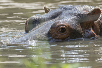big hippo in the water
