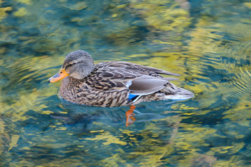 Female Mallard duck (Anas platyrhynchos), reflections in the pond