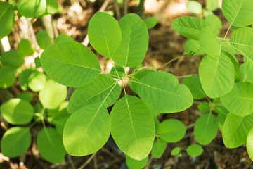 Leather cotinus decorative shrub young plant