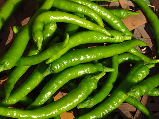 伏見甘長ピーマン