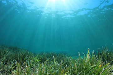 Green sea grass blue ocean underwater   - obrazy, fototapety, plakaty