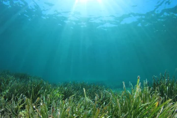 Foto auf Leinwand Grünes Seegras blauer Ozean unter Wasser © Richard Carey