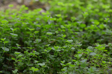 Green nature background