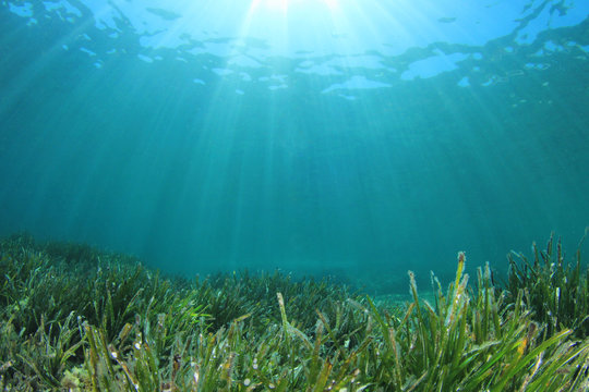 Fototapeta Zielonego morza trawy błękitny ocean podwodny