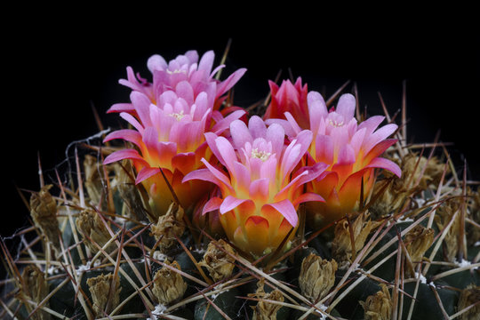 Cactus Oroya neoperuviana with flower isolated on Black.