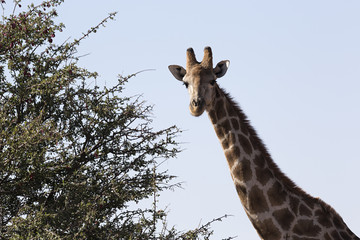 Jirafa al lado de una acacia.