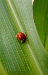 Seven-spot ladybird on a green leaf