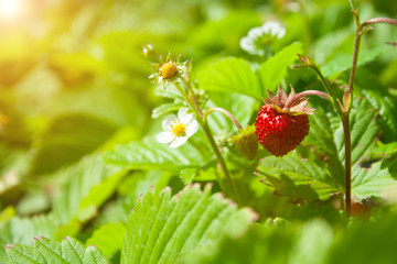 Red berries of strawberries on branches