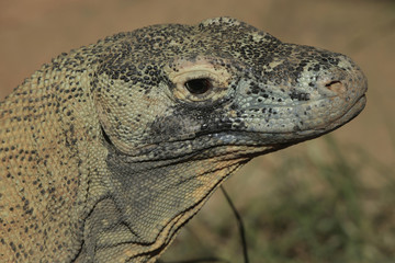Komodowaran oder Komododrache (Varanus komodoensis) 