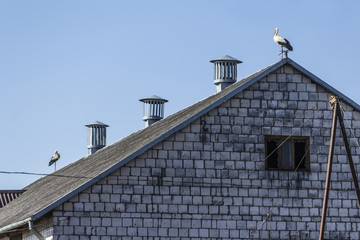 Two storks on top of the roof of the barn .  Hot summer day.  The site is about nature, birds , animals, ecology.