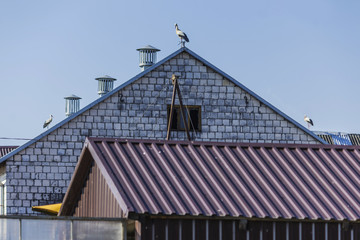 Three stork on top of the roof of the barn. A hot summer day. Site about nature, birds, animals, ecology.