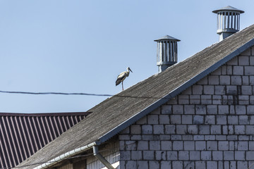 Stork on top of the roof of the barn. A hot summer day. Site about nature, birds, animals, ecology.