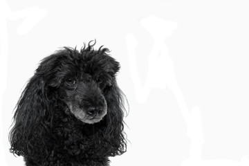 PORTRAIT OF A BLACK POODLE ISOLATED ON WHITE BACKGROUND. HORIZONTAL STUDIO SHOT.