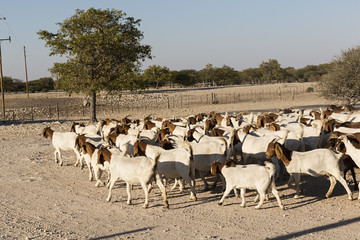 Rebaño de cabras en Namibia.