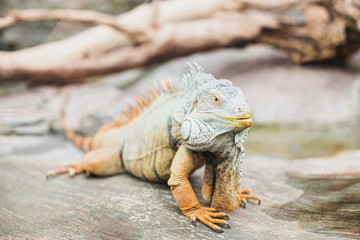 beautiful iguana lizard